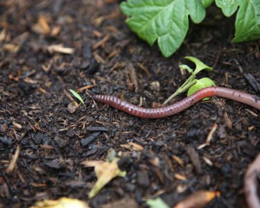 Earthworm Sampling Day