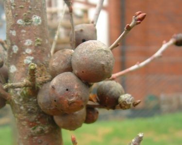 Introduction to Galls