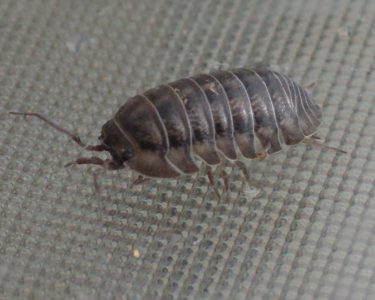 Woodlice for Kids