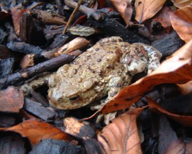 Get to grips with Amphibians