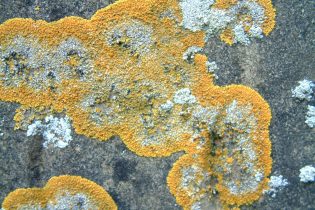 Introduction to Lichens