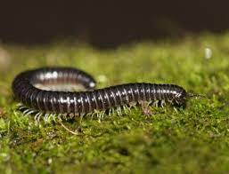 Beginners Guide to Millipedes