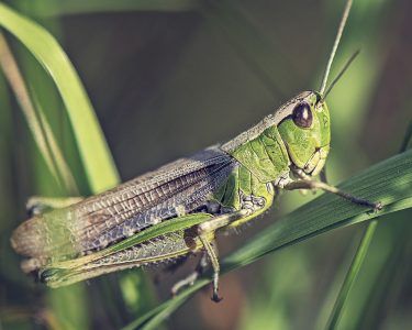 An introduction to Grasshoppers and Crickets