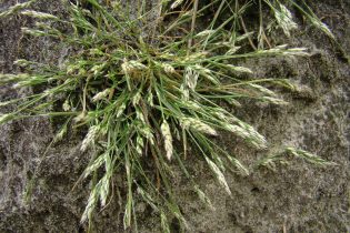 Grasses – every botanists Achilles heel