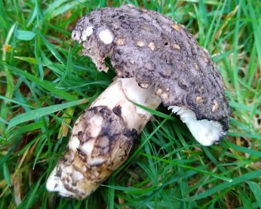 Fungi found new to County