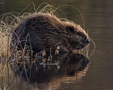 Beavers Back?