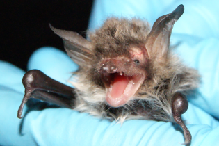 Bat Atlas for Herefordshire