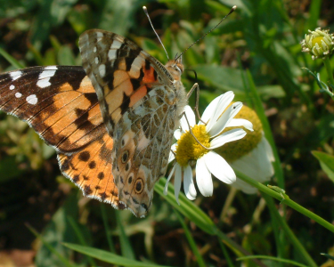 Introduction to Butterflies (summer)