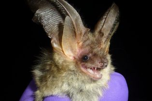 Bat Atlas for Herefordshire – 1960-2025