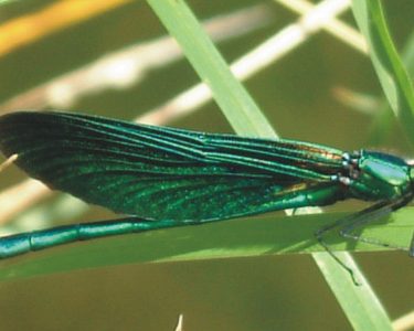 Beginners Guide to Dragonflies and Damselflies