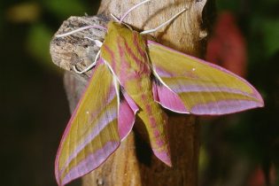 An Introduction to Moths