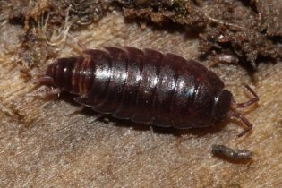 New woodlouse species in the UK
