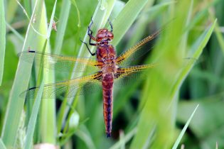 Dragonfly species is first for the county!