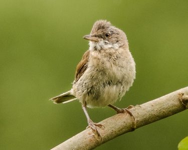Bird ID with songs
