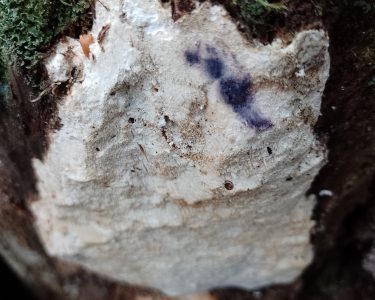 Rare fungi found in Wapley Woods