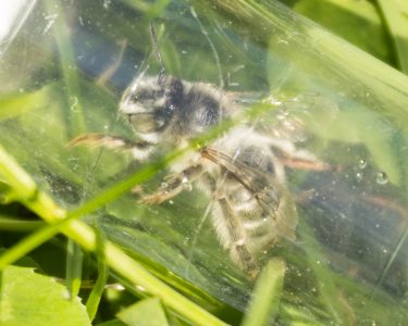100th Bee species found in Herefordshire!