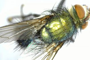 2 more county firsts as knowledge of Herefordshire’s fly fauna continues to increase