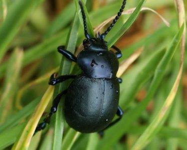 New resources for recorders available on our website