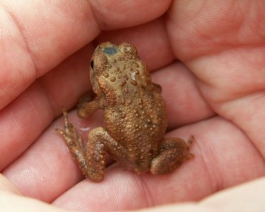 City Nature Challenge – Bartonsham Bioblitz!