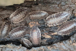 Woodlice checklist for Herefordshire