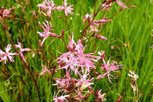 Funding available for biodiversity projects
