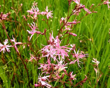Funding available for biodiversity projects